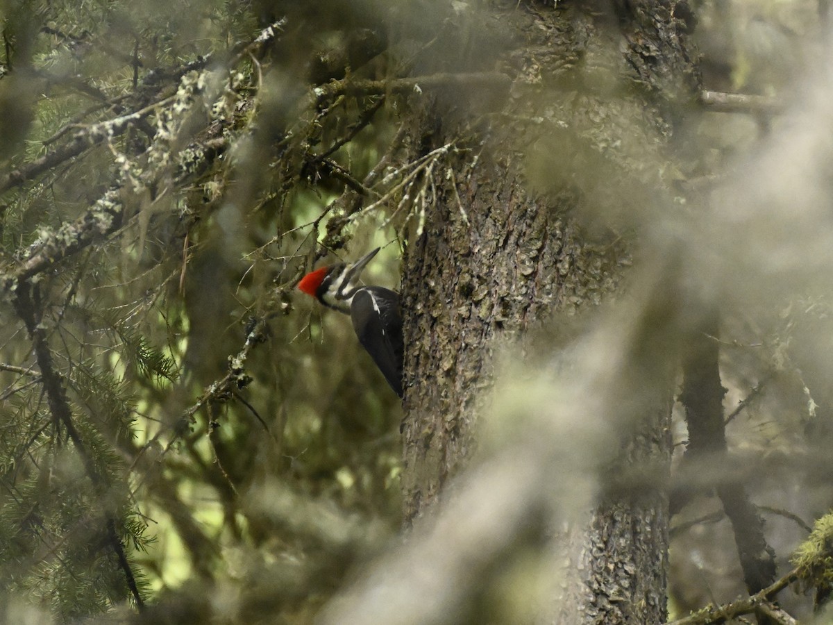 Pileated Woodpecker - ML618185461