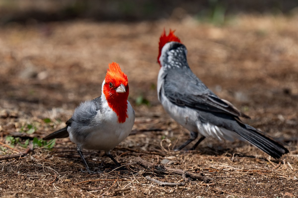 Red-crested Cardinal - ML618185485
