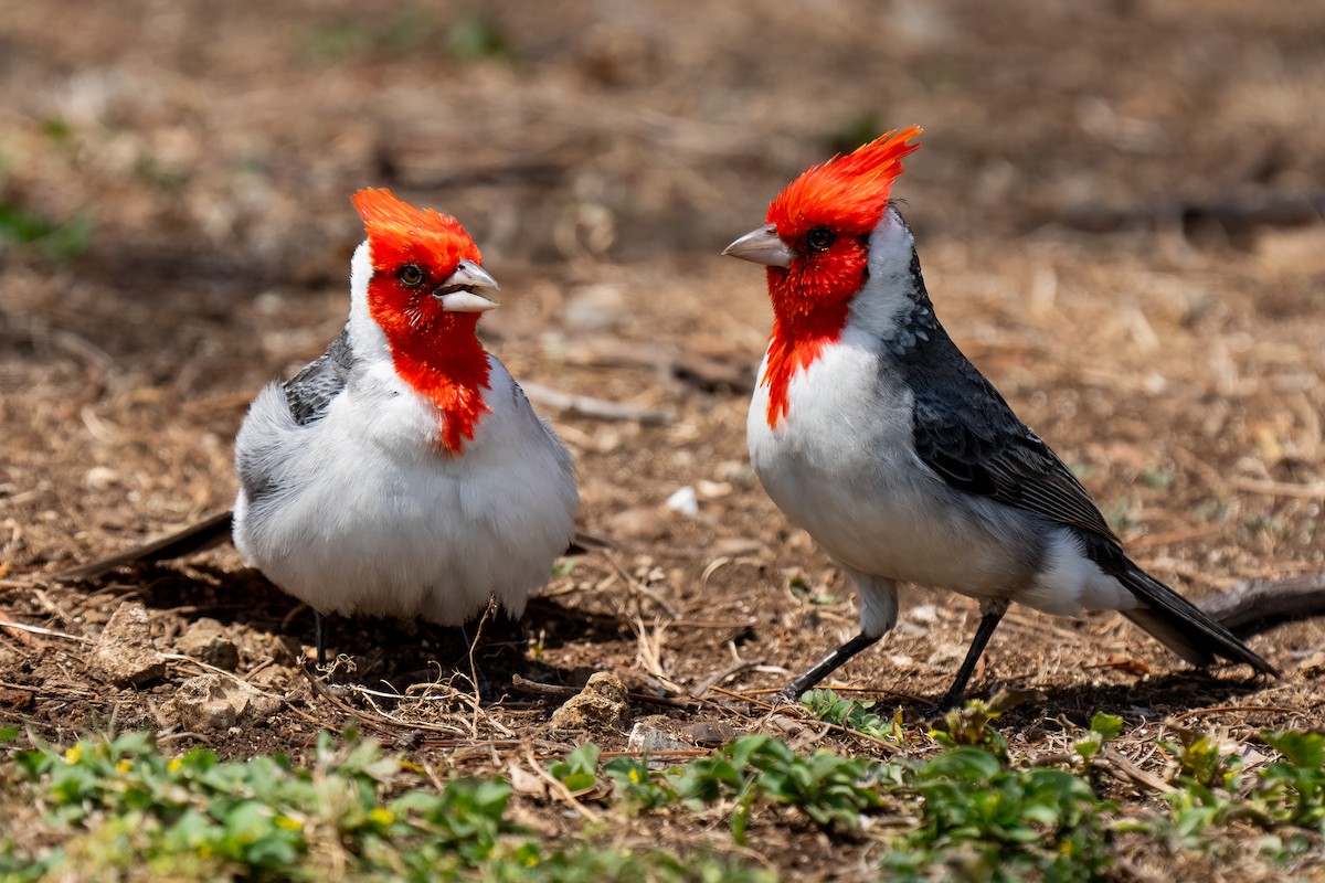 Red-crested Cardinal - Andrea C