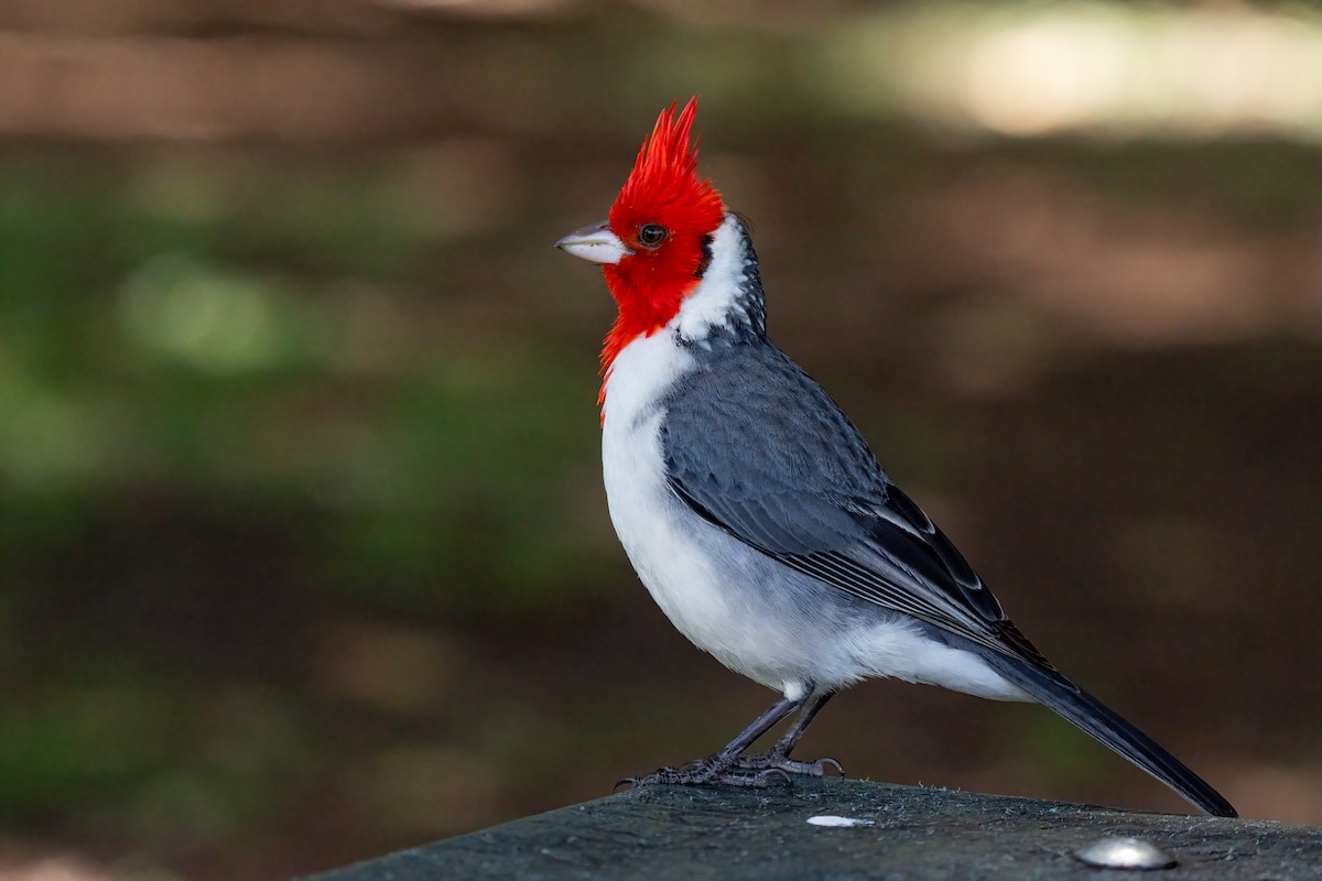 Red-crested Cardinal - ML618185498