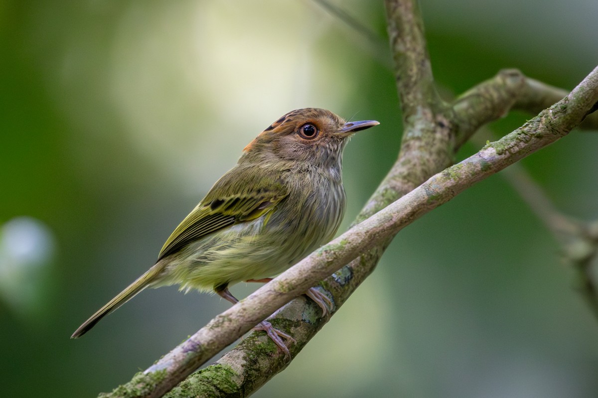 Scale-crested Pygmy-Tyrant - ML618185512