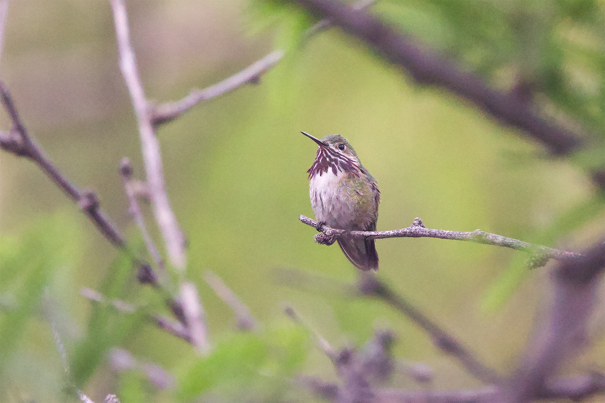 Calliope Hummingbird - ML618185540