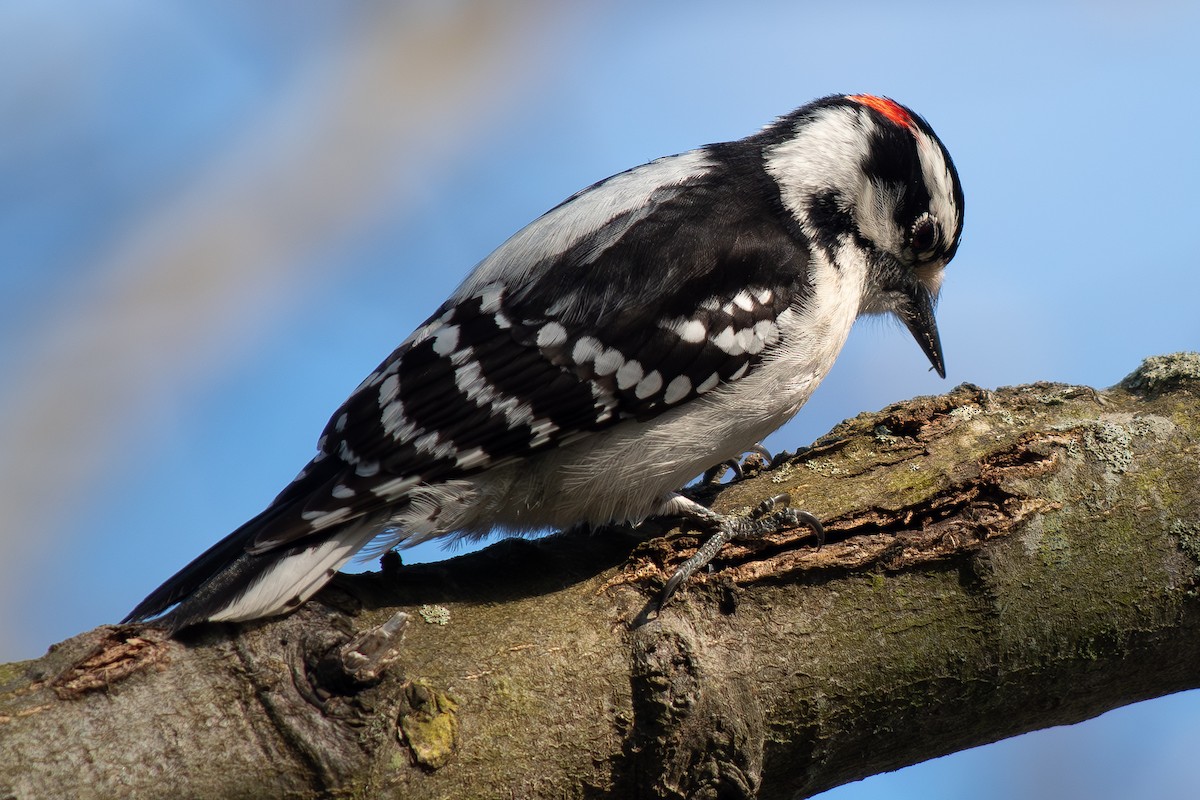 Downy Woodpecker - ML618185541