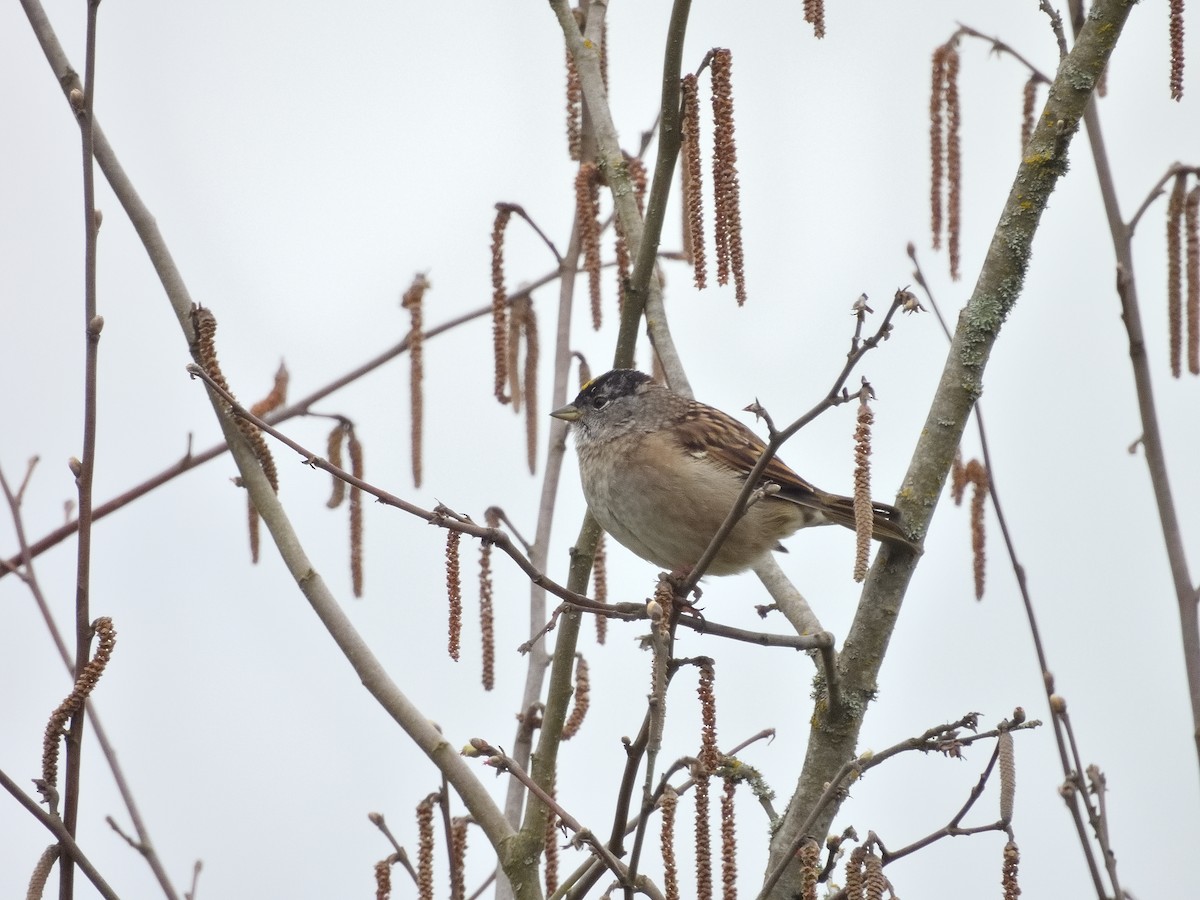 Golden-crowned Sparrow - ML618185574