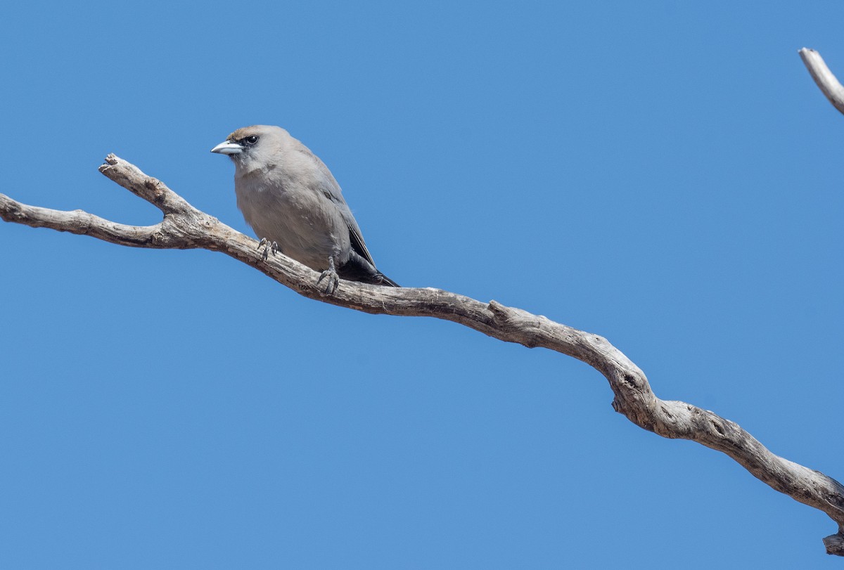Black-faced Woodswallow - Philip Griffin