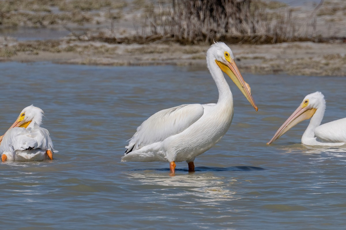 American White Pelican - James Hoagland