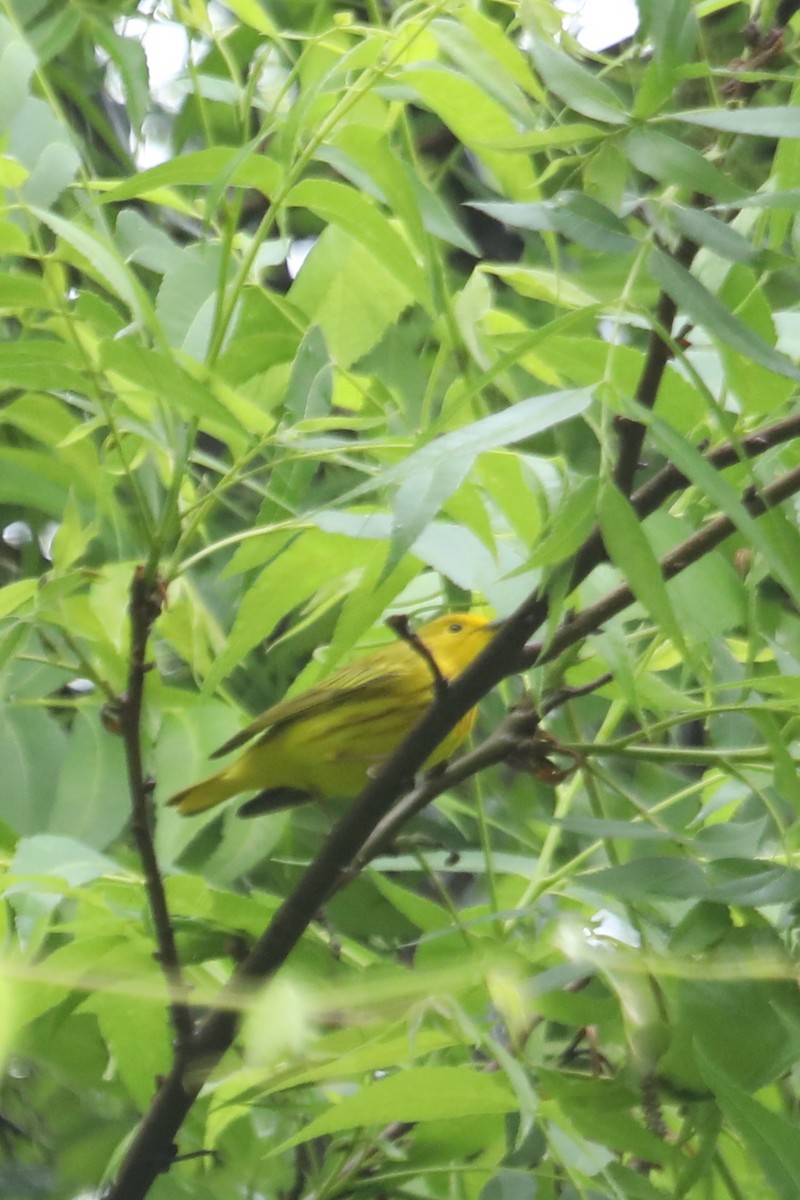 Yellow Warbler - ML618185619