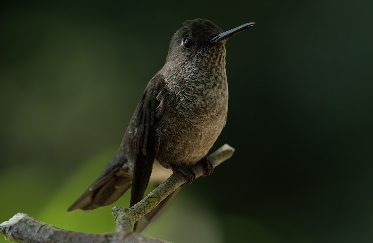 Sombre Hummingbird - ML618185631