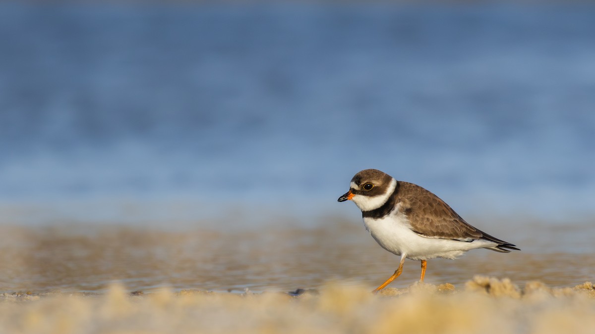 Semipalmated Plover - Sean Fahey