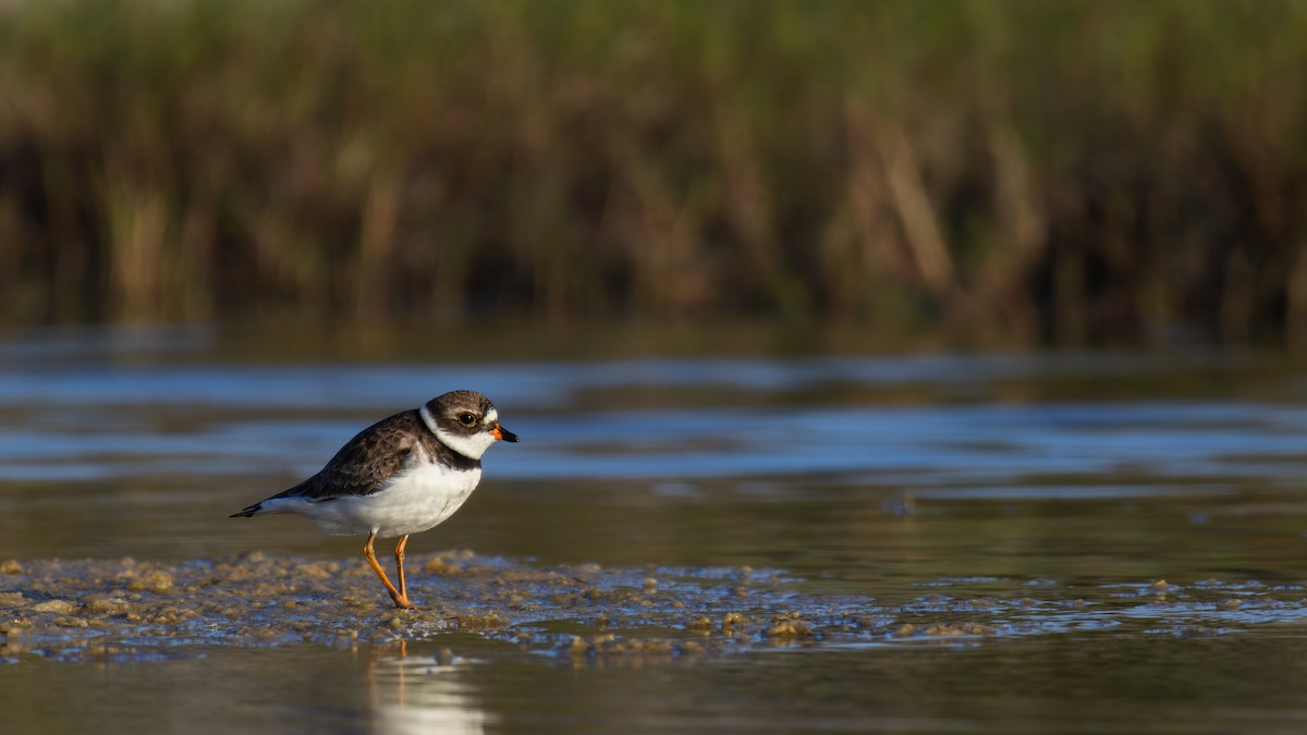 Semipalmated Plover - ML618185653
