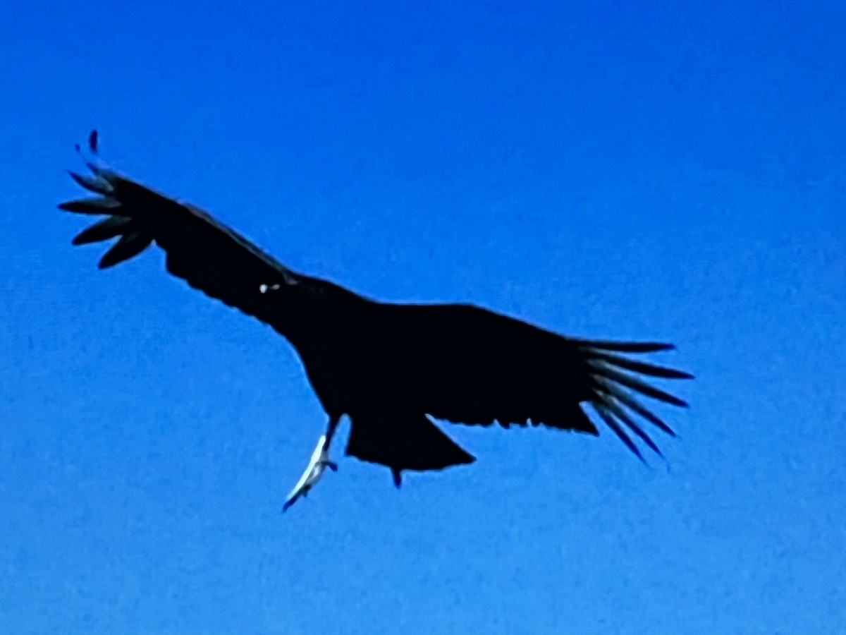 Black Vulture - ML618185671