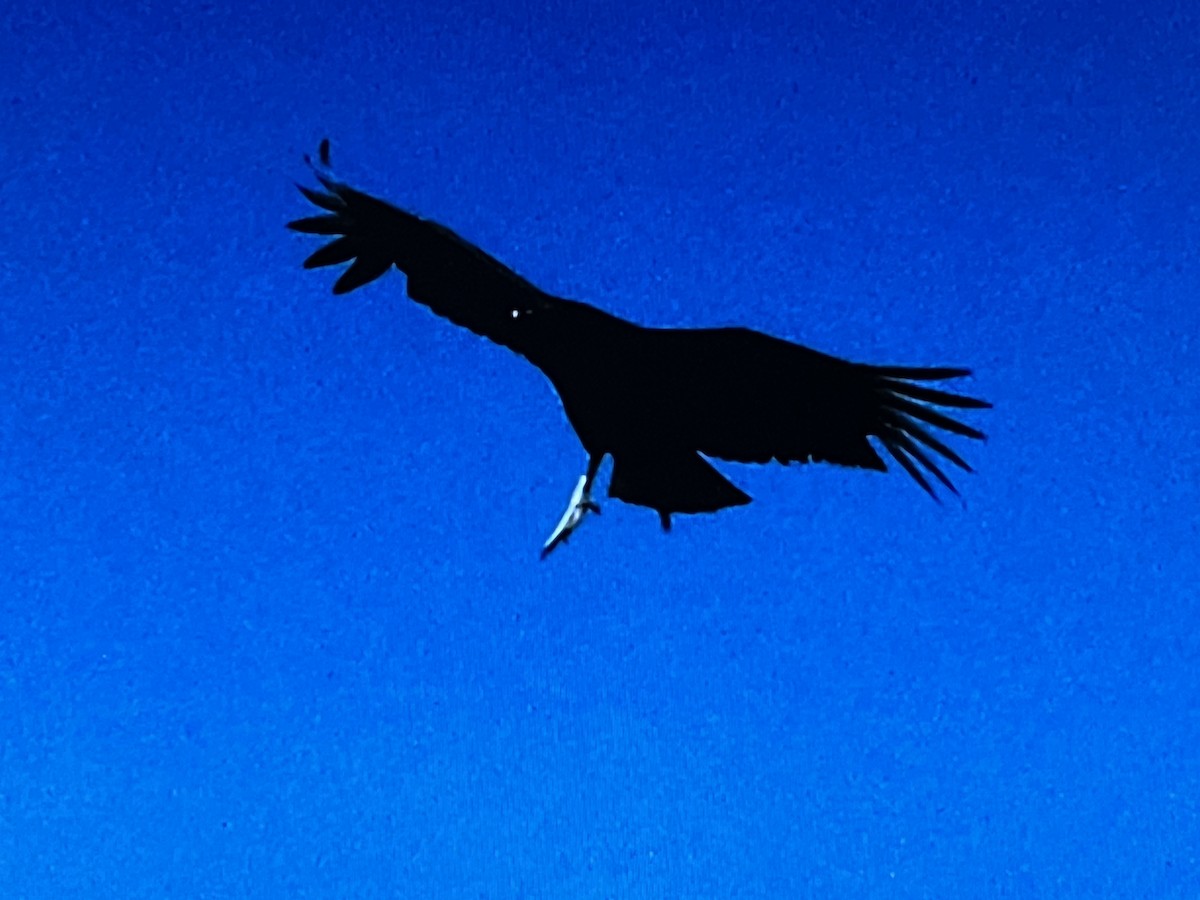 Black Vulture - ML618185673