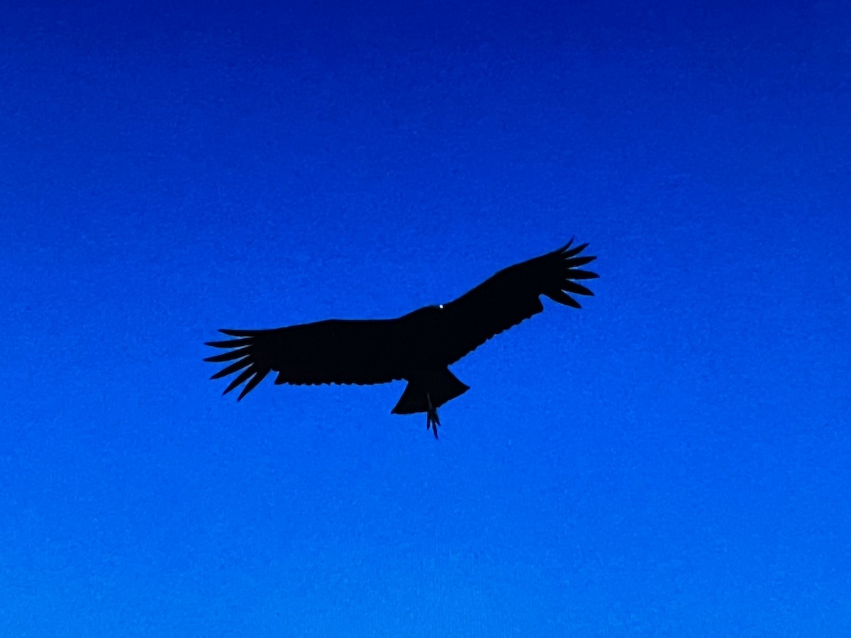 Black Vulture - ML618185674