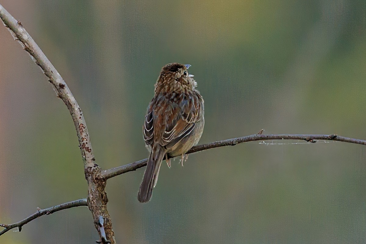 Bachman's Sparrow - ML618185678