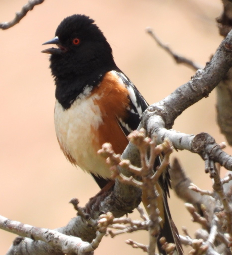 Spotted Towhee - ML618185690