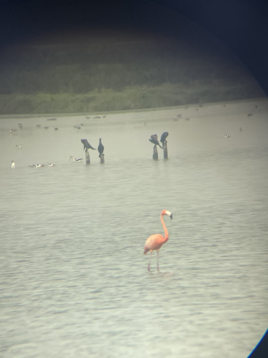American Flamingo - ML618185727