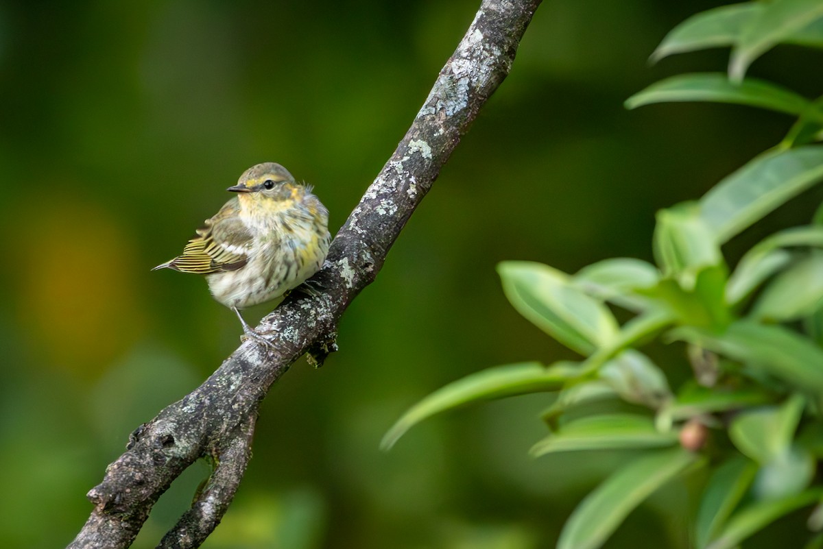 Cape May Warbler - ML618185735