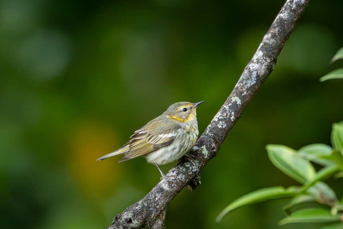 Cape May Warbler - ML618185736