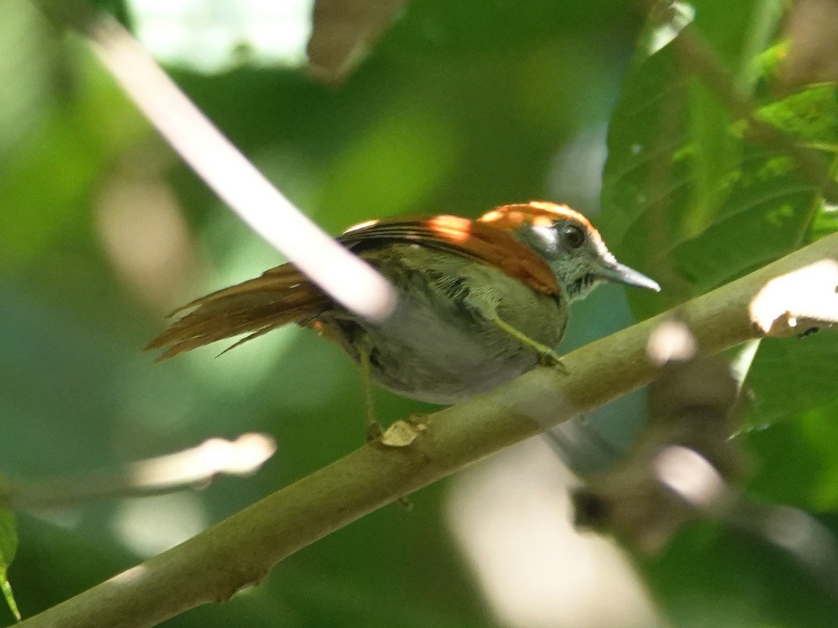 Amazonian Spinetail (undescribed form) - ML618185745