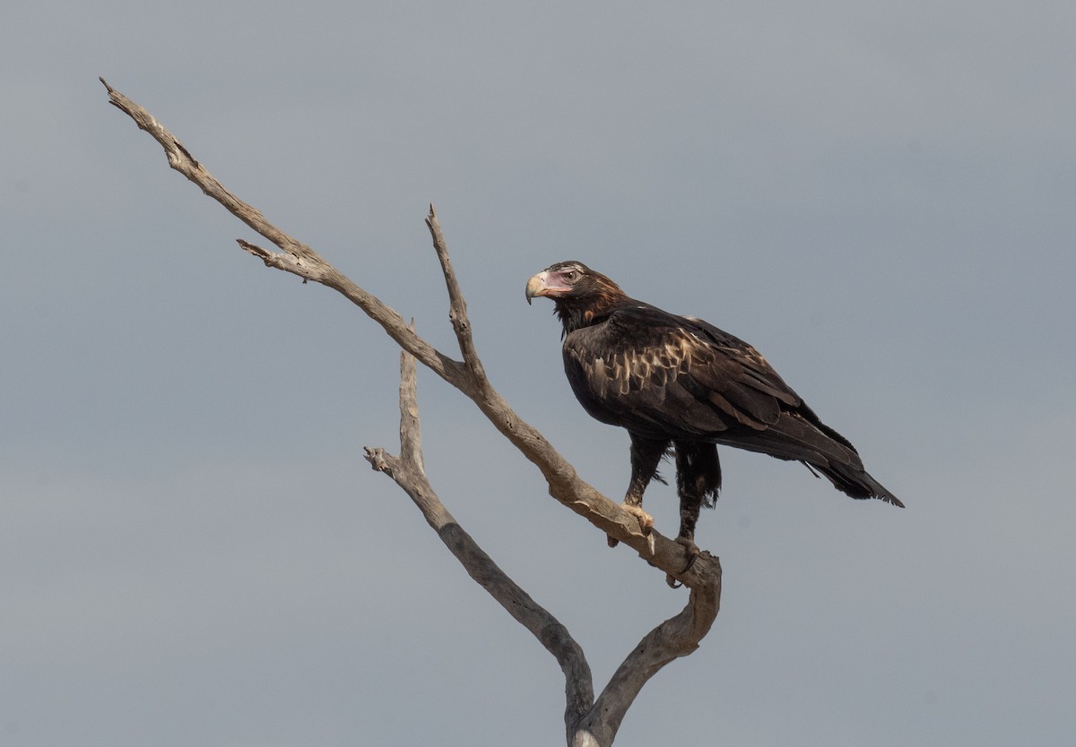 Wedge-tailed Eagle - Philip Griffin