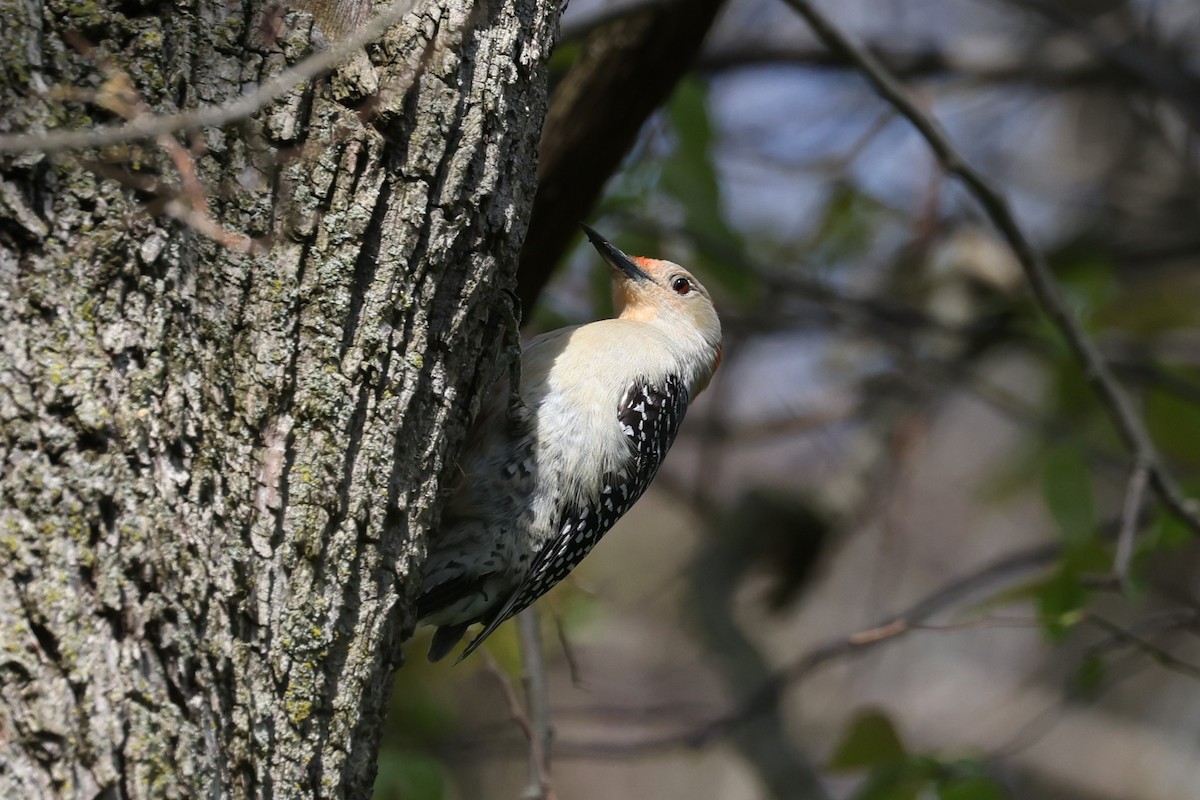Red-bellied Woodpecker - Peter Veighey