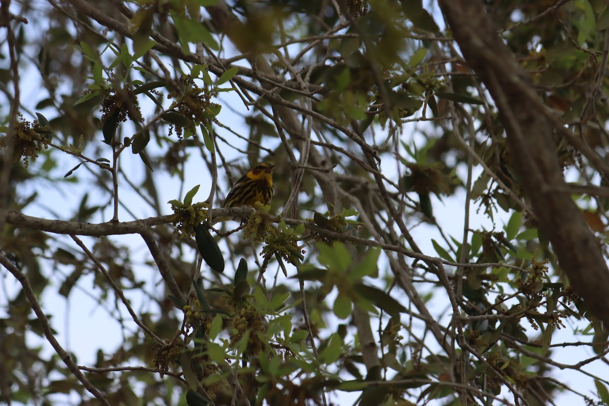 Cape May Warbler - ML618185828