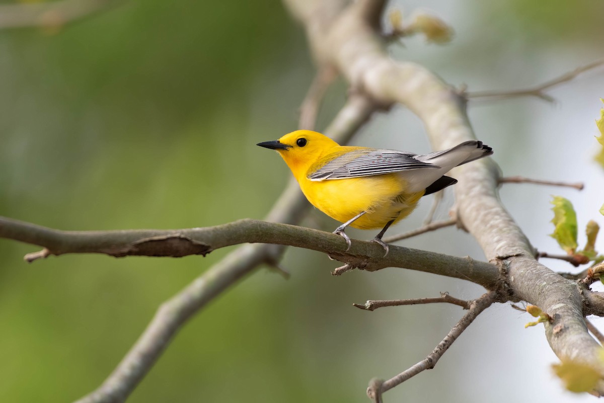 Prothonotary Warbler - ML618185836