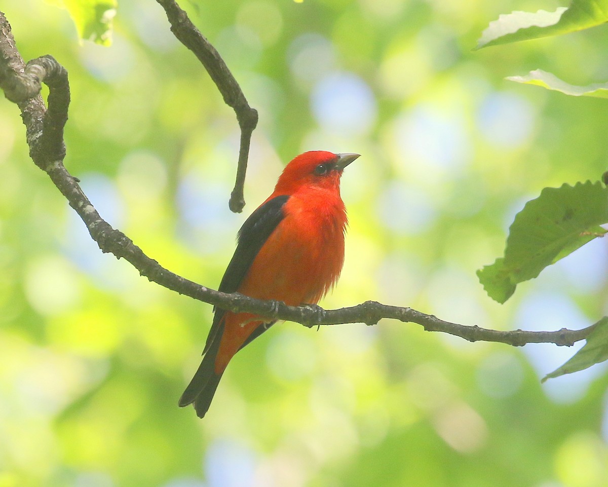 Scarlet Tanager - ML618185837