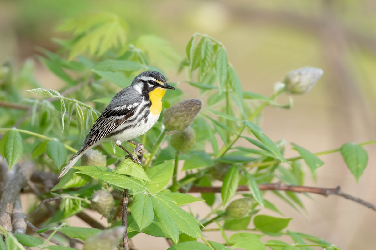 Yellow-throated Warbler - Cassidy Ficker