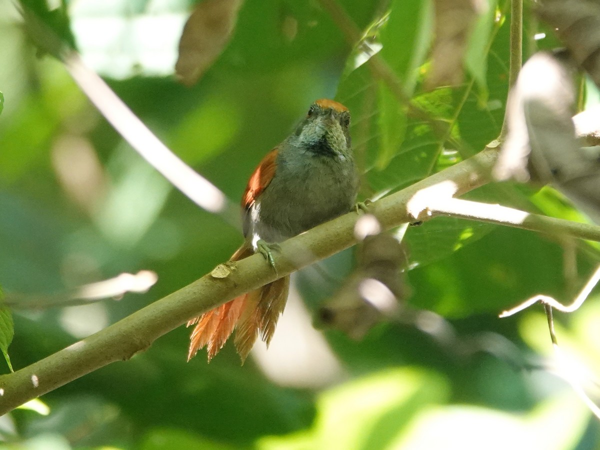 Amazonian Spinetail (undescribed form) - ML618185845