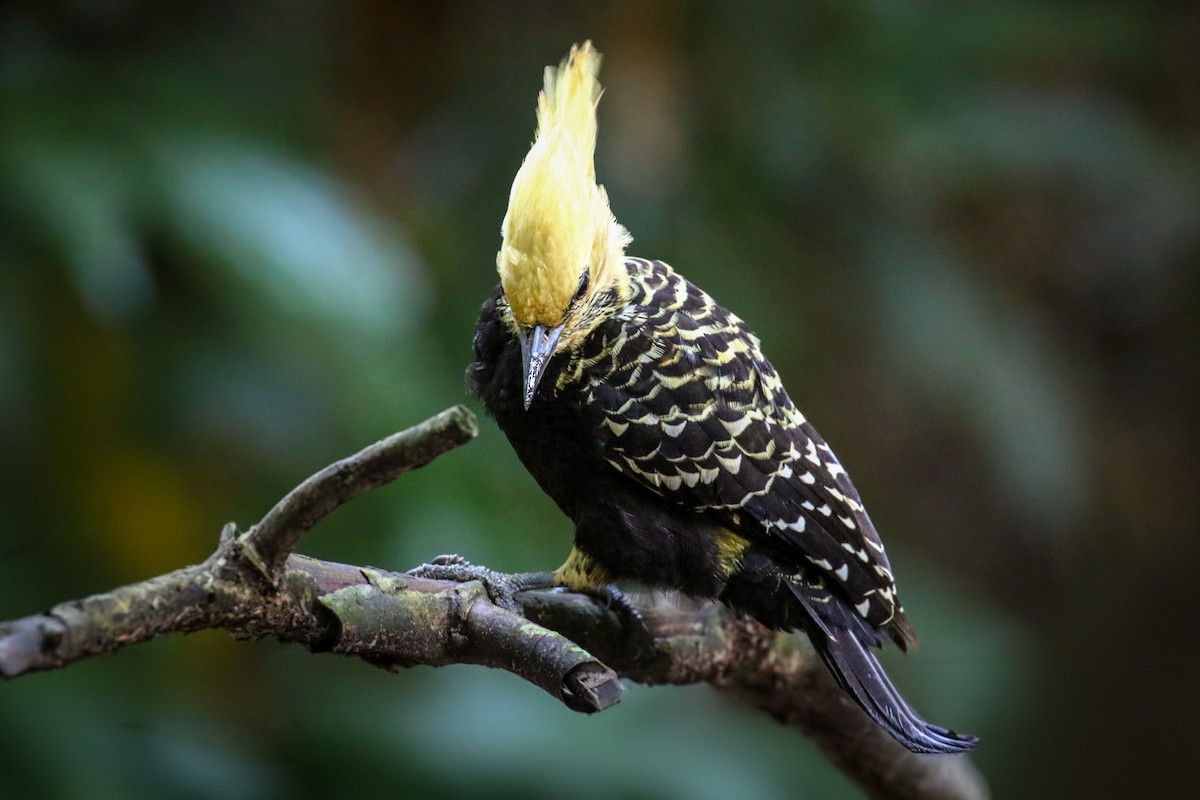 Blond-crested Woodpecker - ML618185851