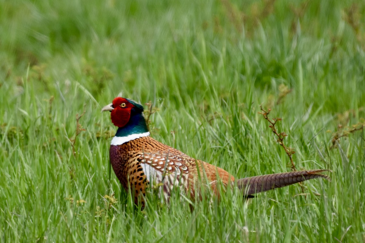 Ring-necked Pheasant - Jennifer Leitao