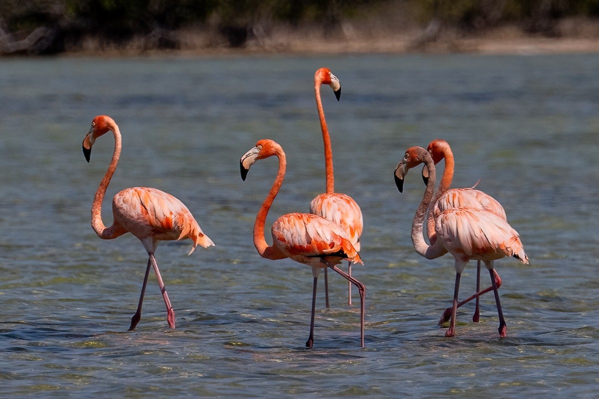 American Flamingo - James Hoagland