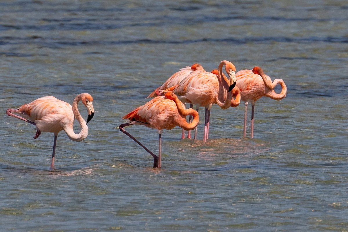 American Flamingo - ML618185882