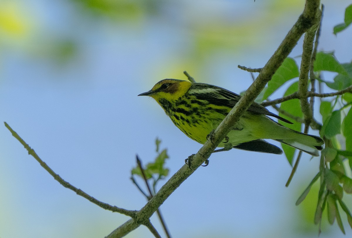 Cape May Warbler - ML618185885