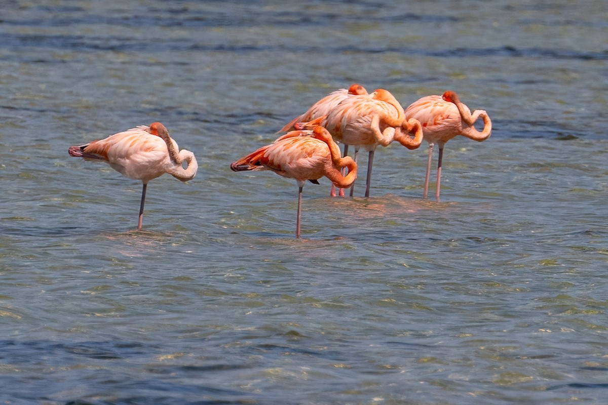 Amerika Flamingosu - ML618185886