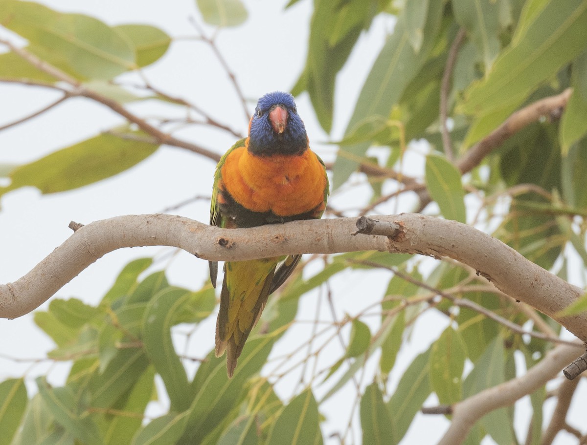 Red-collared Lorikeet - Philip Griffin