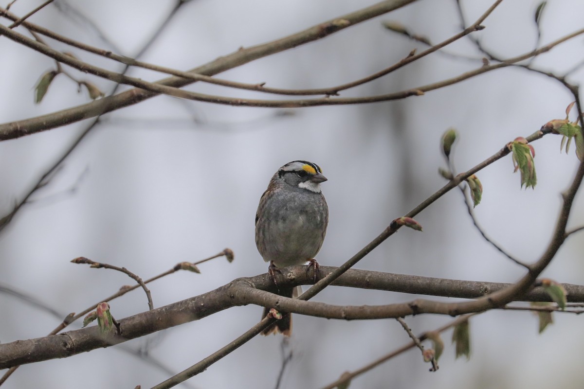 White-throated Sparrow - MELISSA  SOVAY