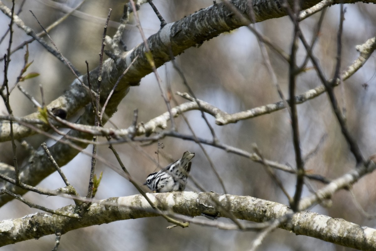 Black-and-white Warbler - ML618185923