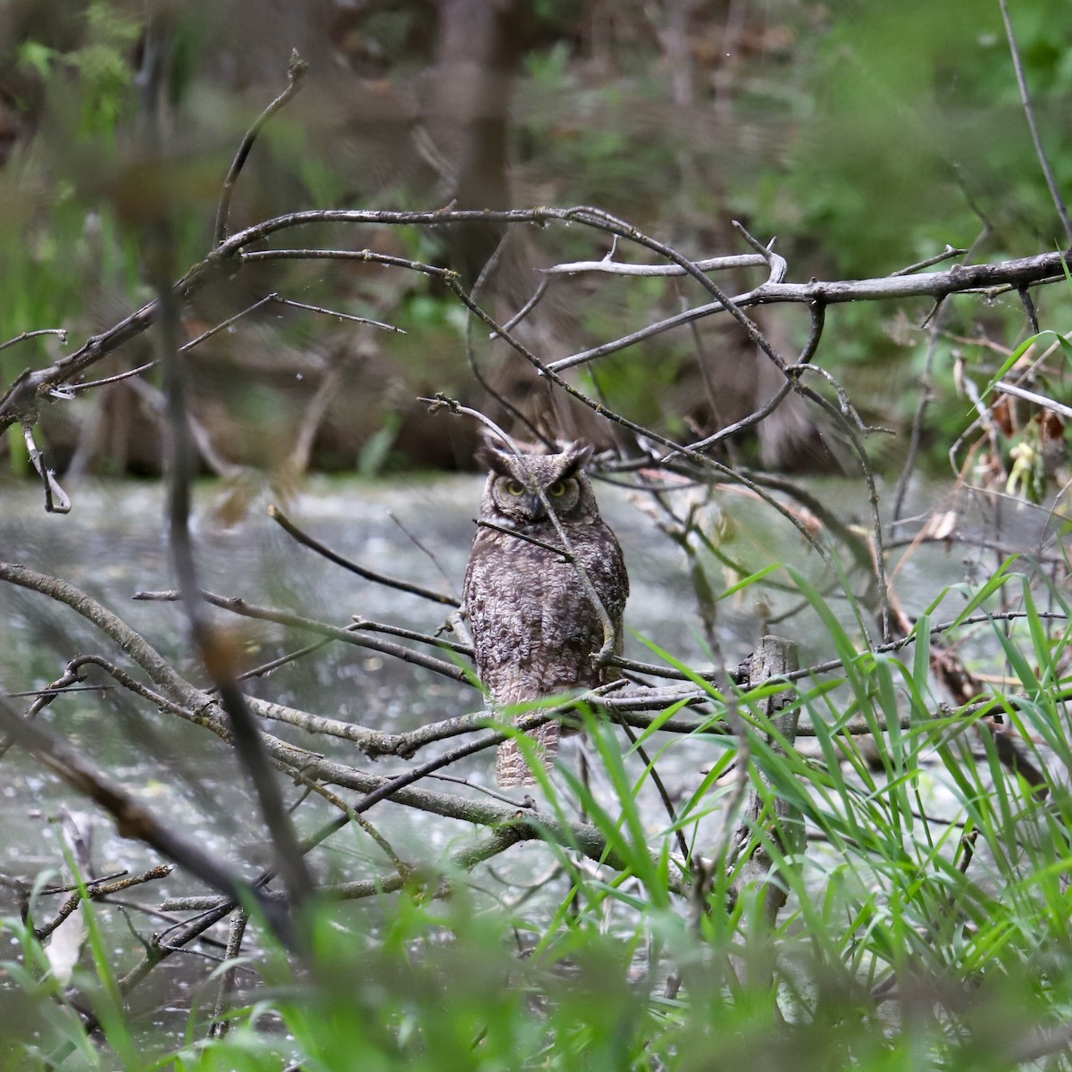 Great Horned Owl - ML618185945