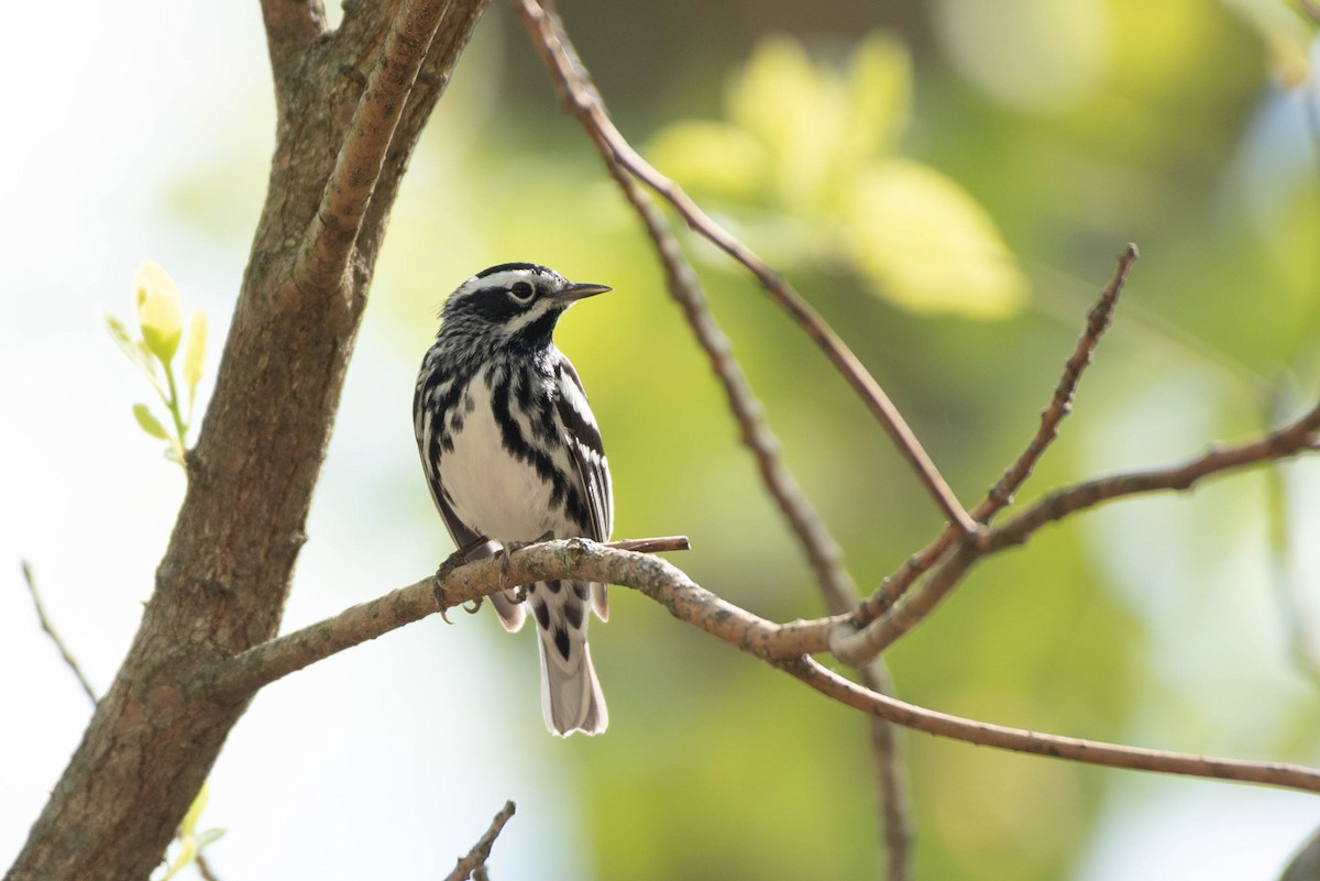 Black-and-white Warbler - Cassidy Ficker