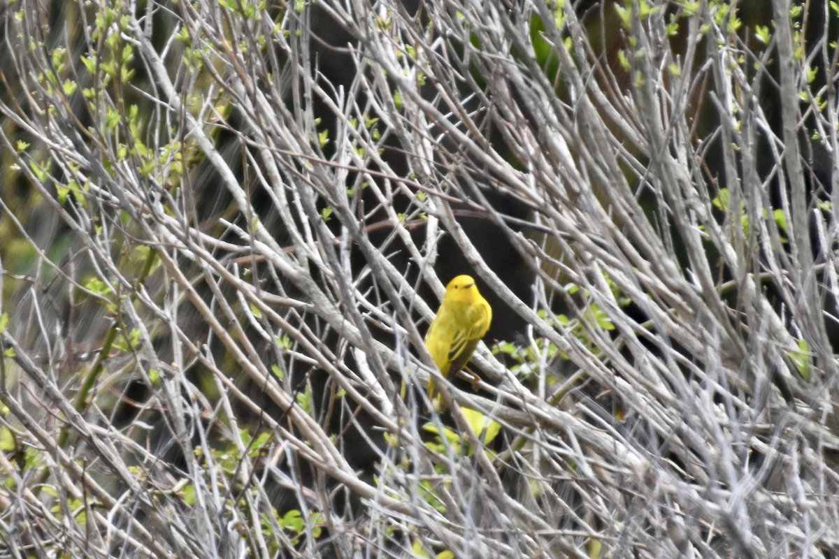 Yellow Warbler - ML618185955