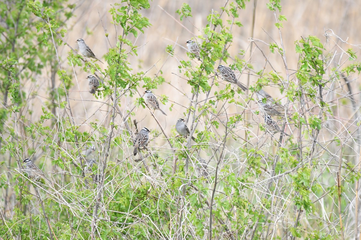 White-crowned Sparrow - ML618185958