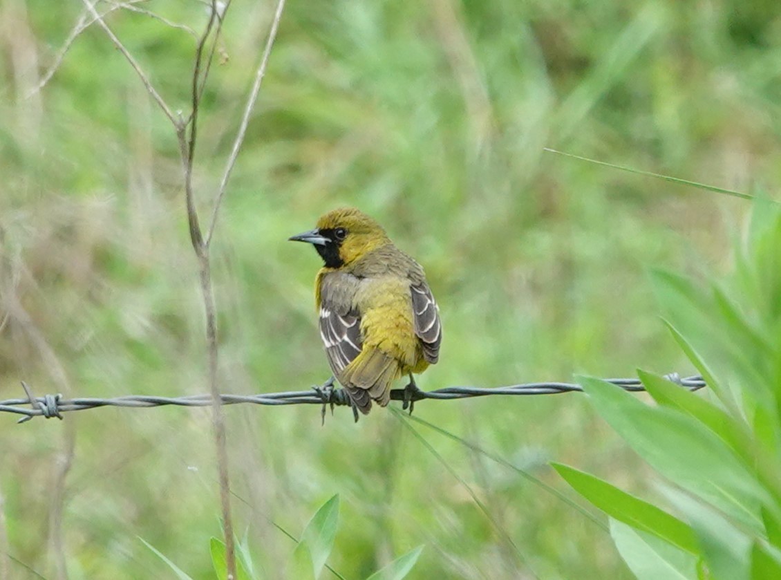 Orchard Oriole - ML618185967