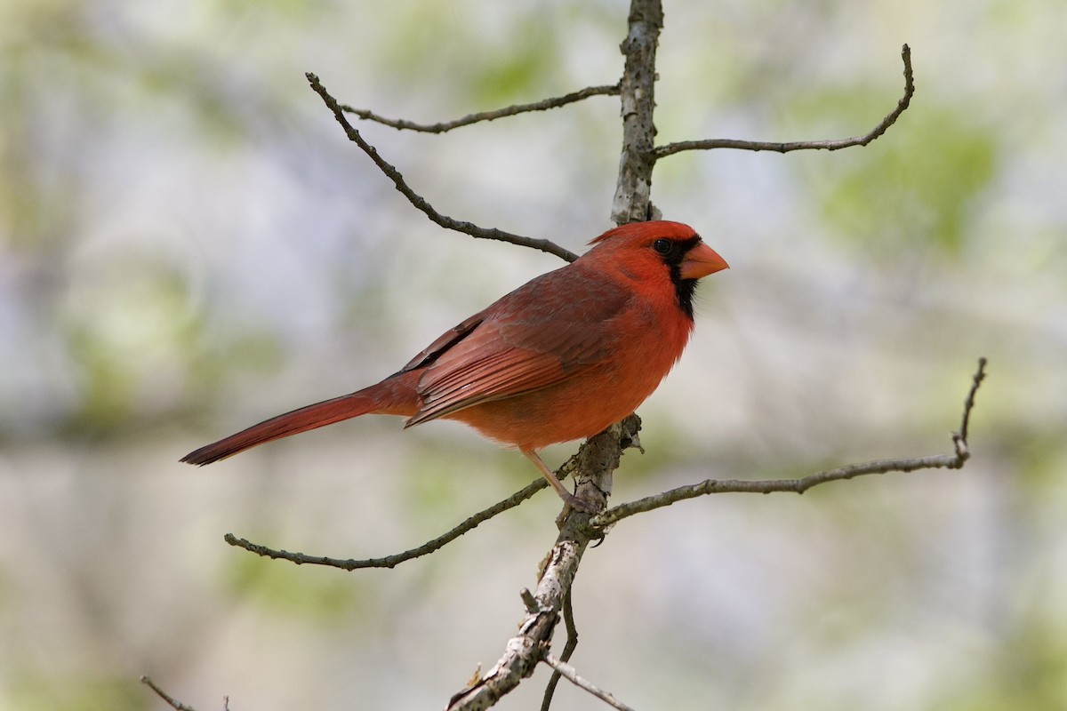 Cardinal rouge - ML618186021