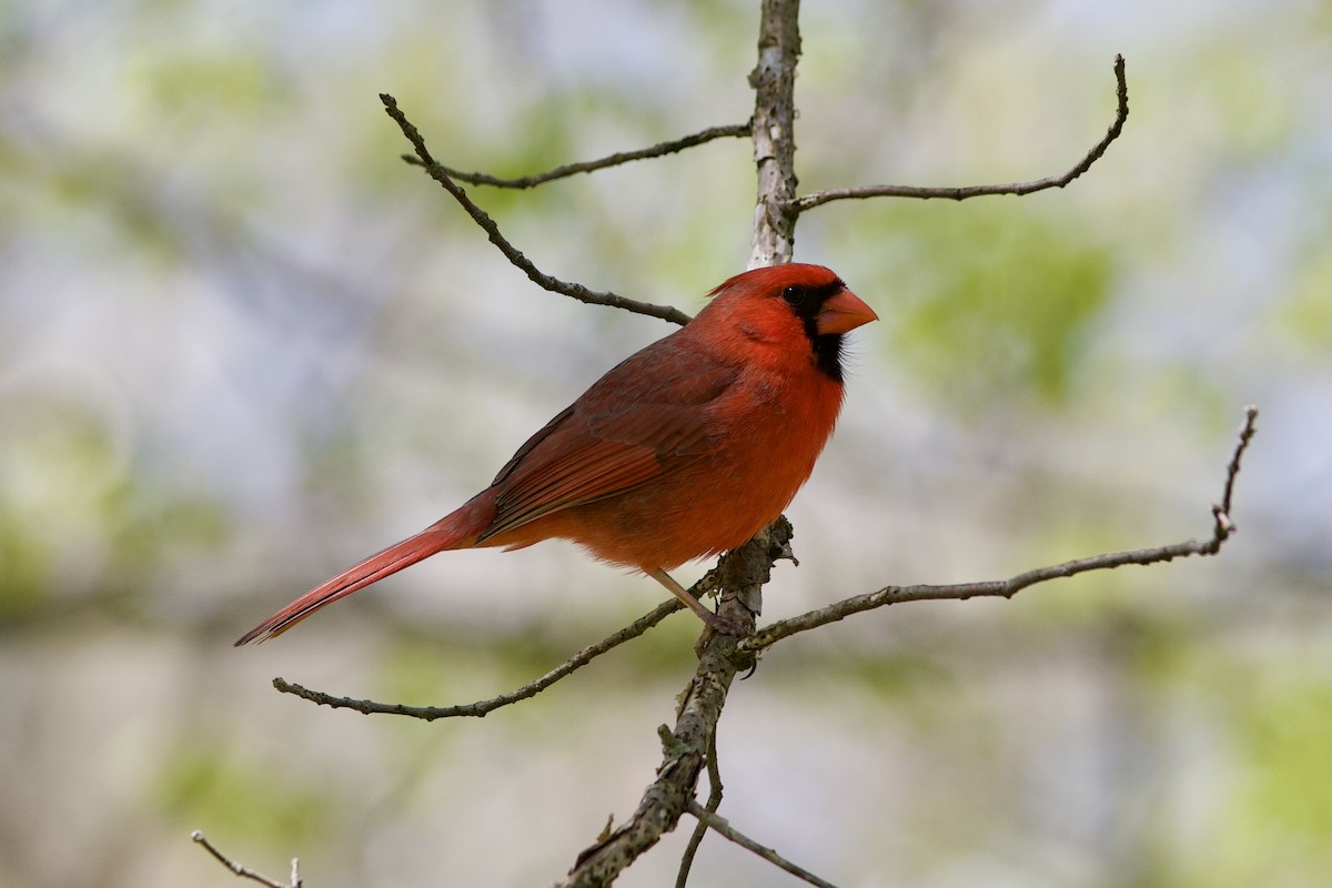 Cardinal rouge - ML618186022