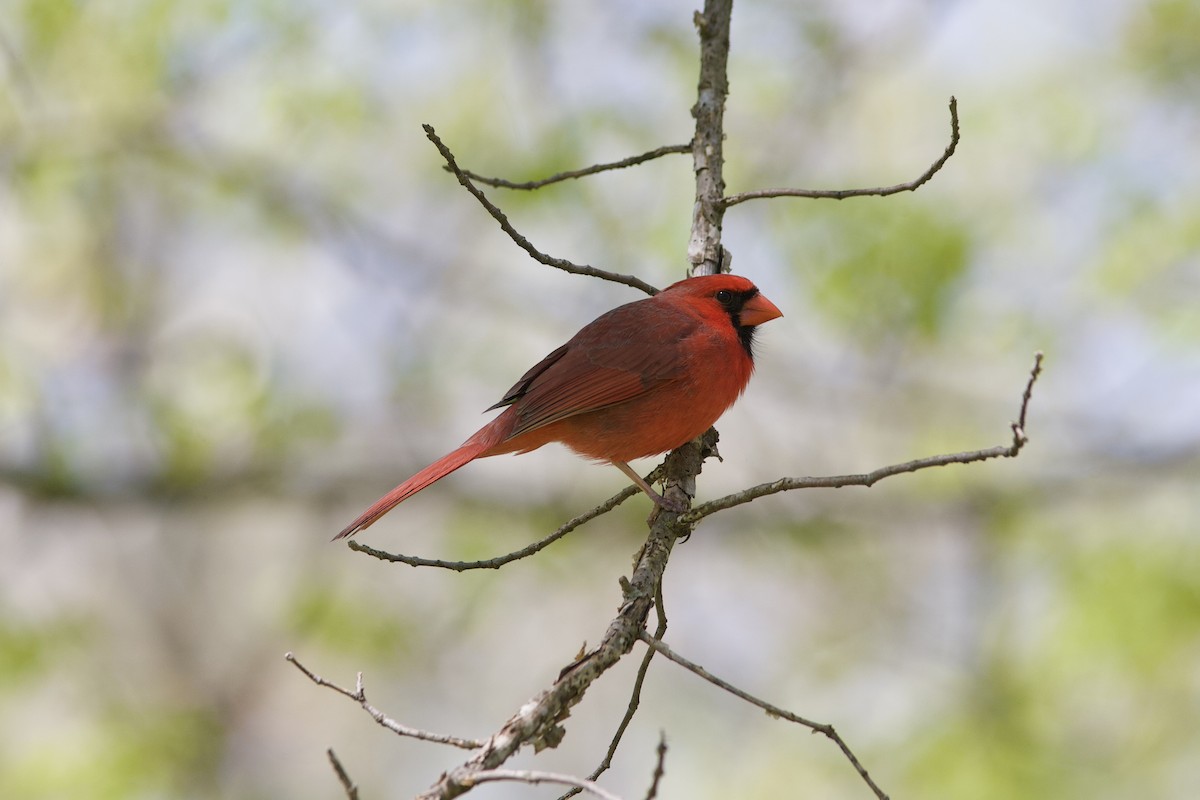 Cardinal rouge - ML618186025
