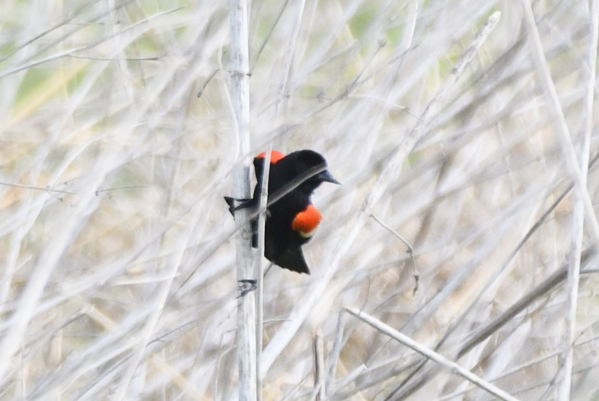 Red-winged Blackbird - ML618186031