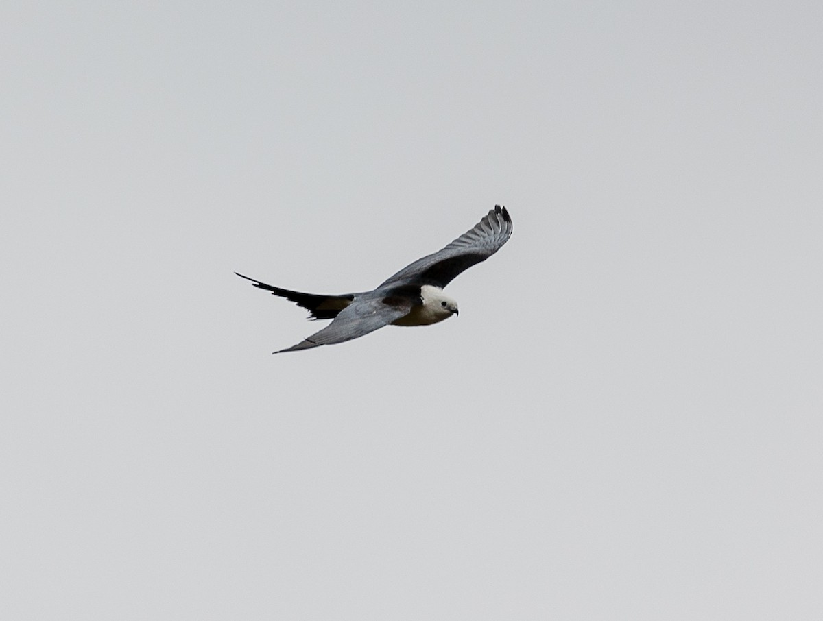 Swallow-tailed Kite - ML618186057