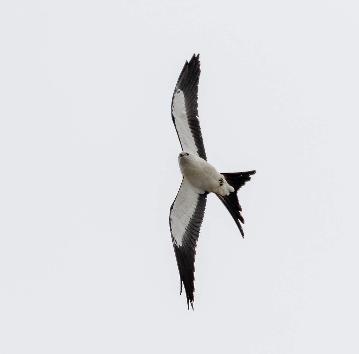 Swallow-tailed Kite - ML618186058